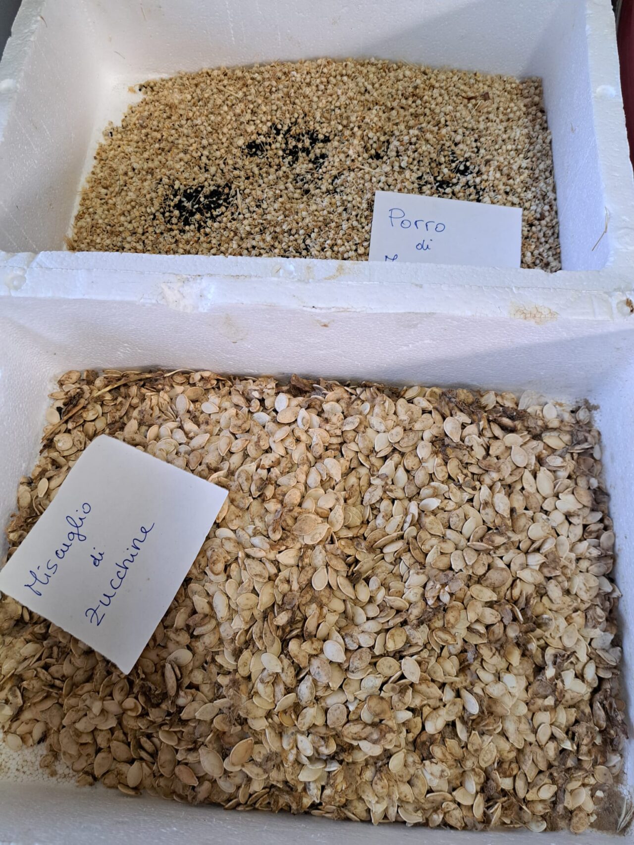 WhatsApp Image 2025-07-29 at 12.52.53